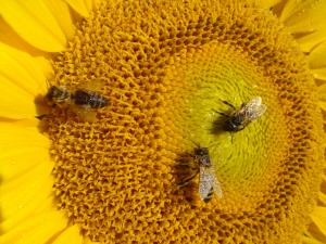 Arhiv ČZS ceb na soncn